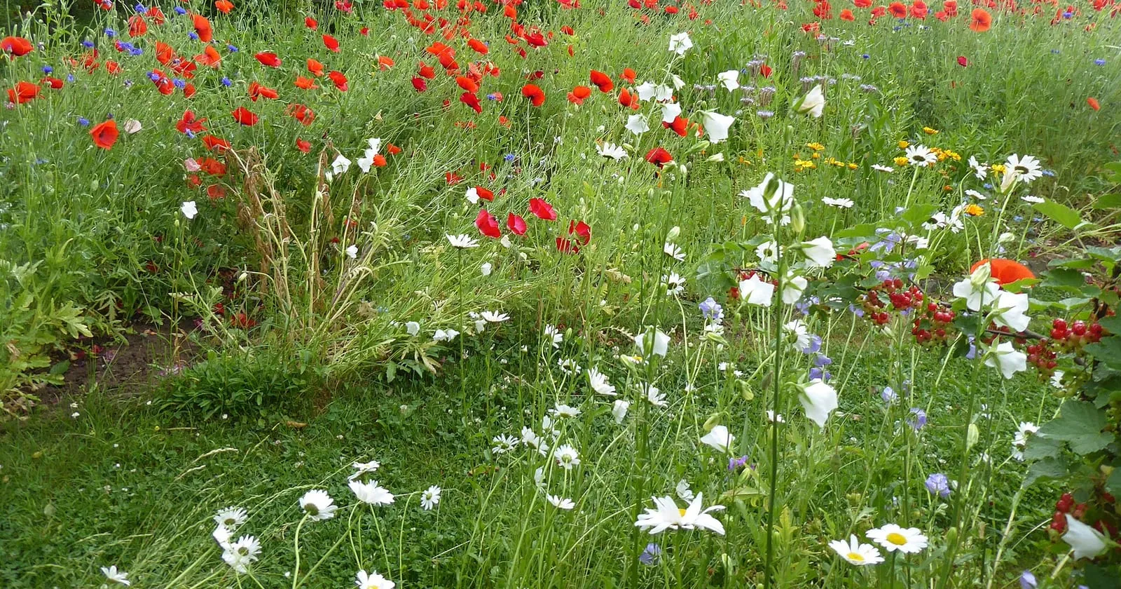 Bunte Blühwiese mit rotem Klatschmohn, weißen Margeriten und blauen Glockenblumen
