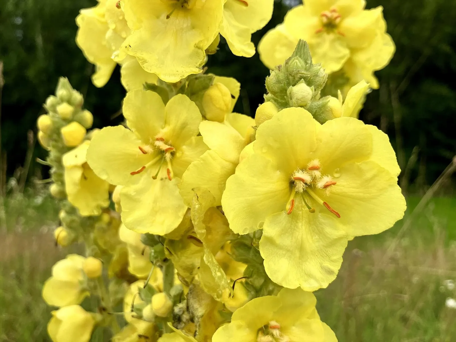 Großblütige Königskerze